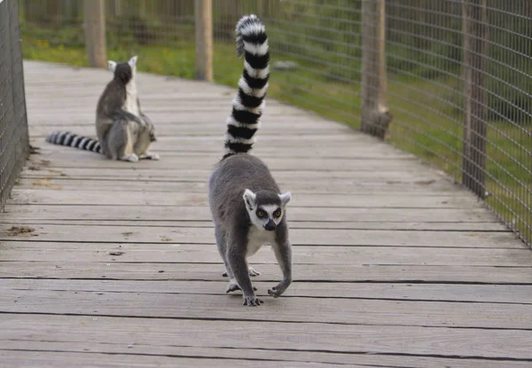 Ring-Tailed lemur açık Hayvanat Bahçesi