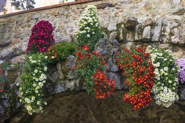 Bir parkta bir taştan asılı krizantem değişik çeşit duvar