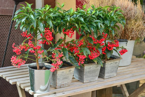 Amora vermelha PYARACANTHA PLANT — Fotografia de Stock