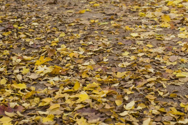 黄葉に背景やテクスチャ カラフルな秋 — ストック写真