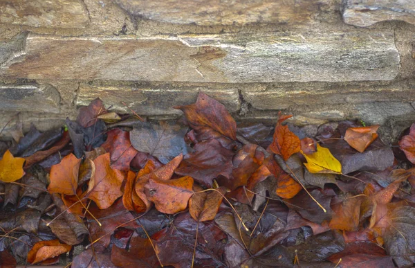 紅葉の石壁 — ストック写真