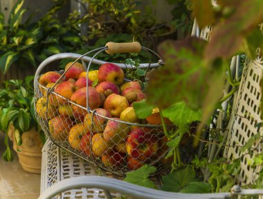 Sepet elma beyaz bankta