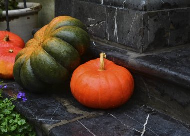 Şükran - hasat farklı kabaklar sonbahar natürmort