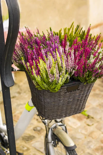 Calluna flowers in a bicycle basket on the street