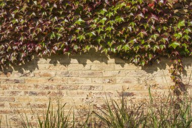 Tuğla duvar sonbahar yaprak ile