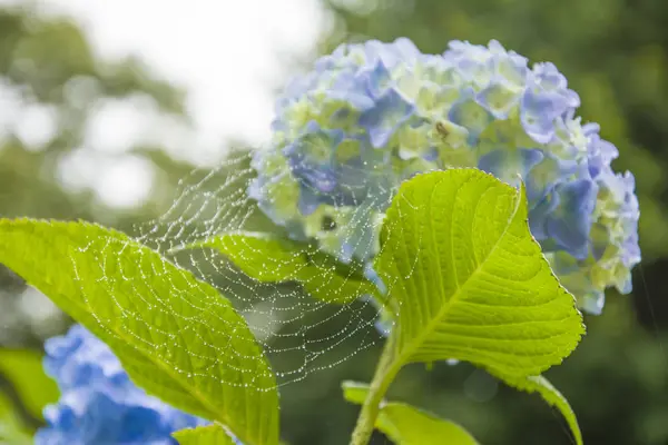 蓝色绣球花上有露水的网 — 图库照片