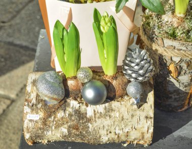 Sümbül ahşap bir günlüğüne bileşimi