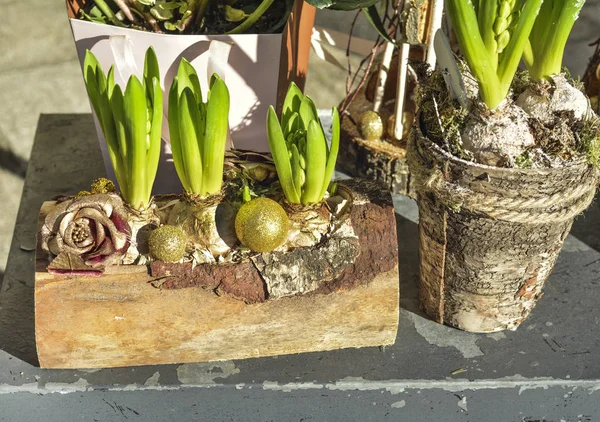 Composição de jacintos em um tronco de madeira — Fotografia de Stock