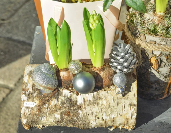 Composição de jacintos em um tronco de madeira — Fotografia de Stock
