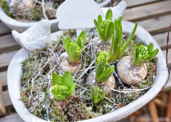 Jacintos en una olla — Foto de Stock