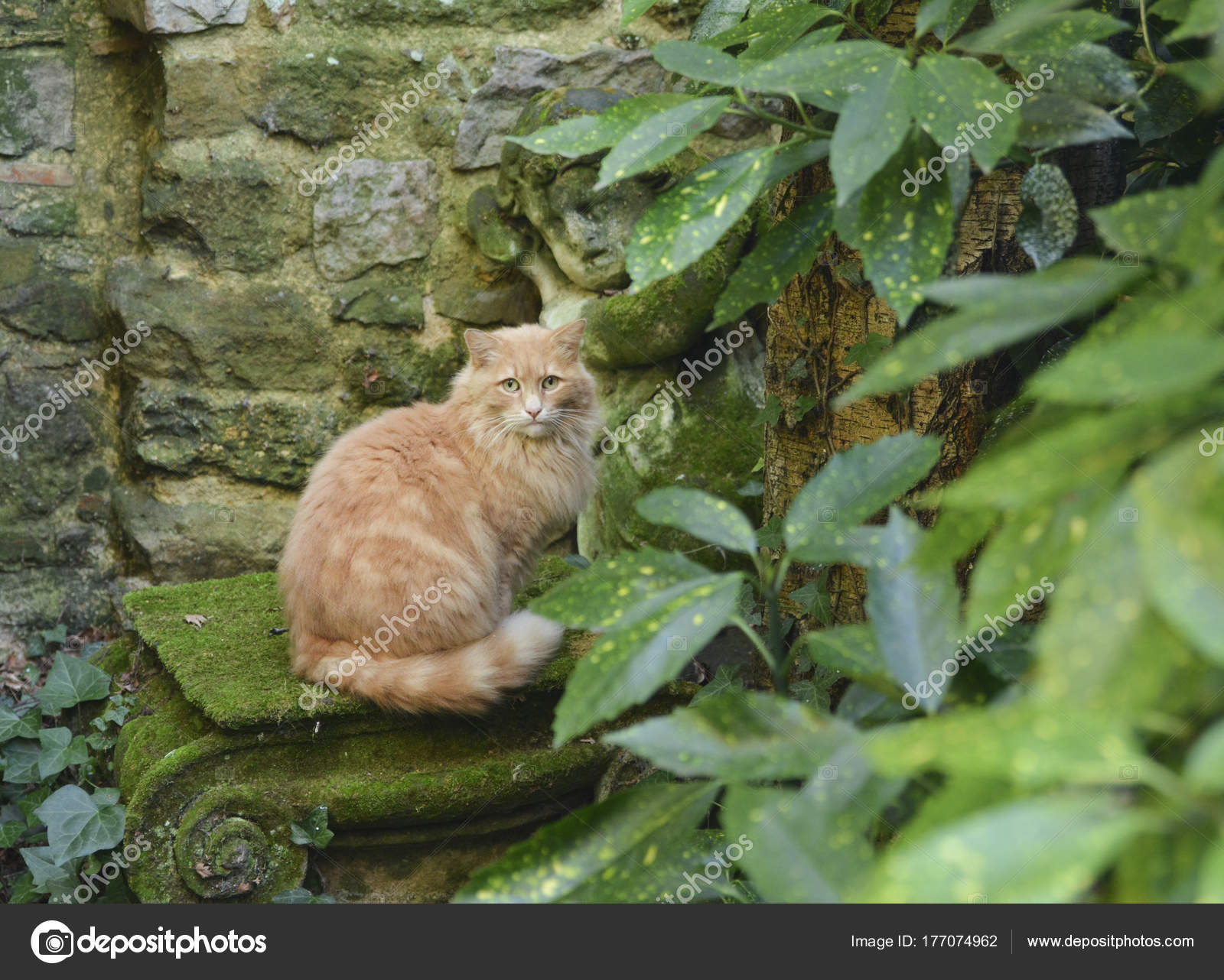 Ingwer Katze Schaut Die Kamera Garten Mit Der Grunen Pflanzen