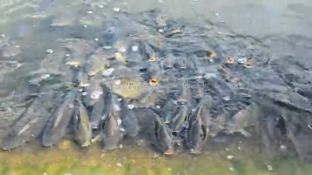 Um monte de peixes na água — Vídeo de Stock