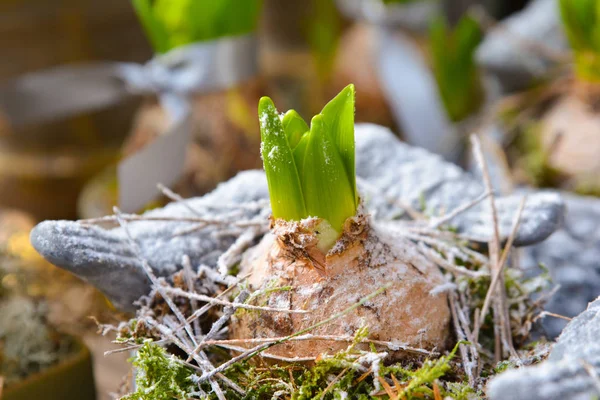 Bombillas de jacinto en maceta — Foto de Stock