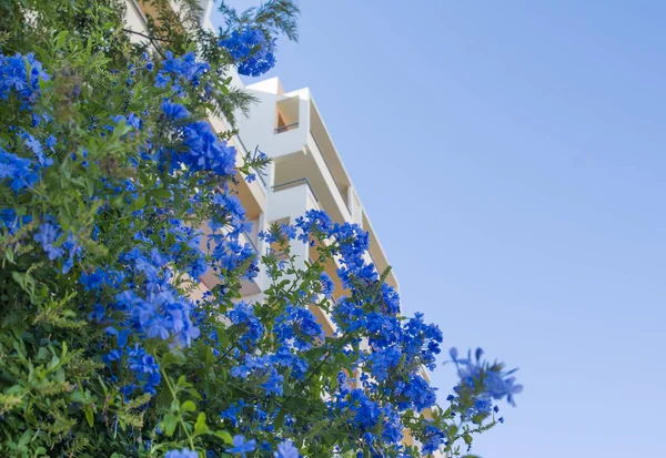Plumbago, Cape plumbago, Plumbago auriculata, Cape leadwort, evergreen shrub often climbing with glossy green leaves and blue flowers in clusters