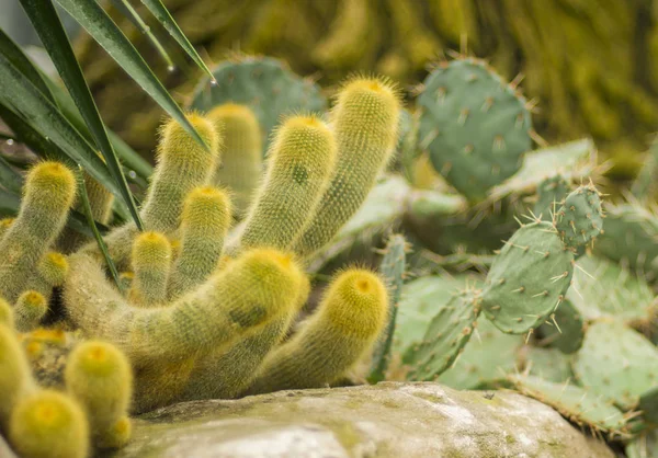 Muchos brazos de cactus peludo verde — Foto de Stock