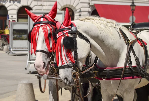 Cavalos para passeios com turistas — Fotografia de Stock