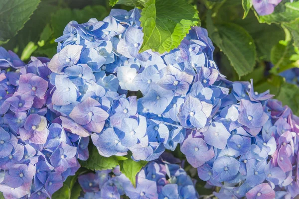 Mavi ortanca çiçek HORTENSIA çiçek — Stok fotoğraf