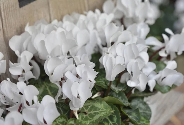 Beyaz cyclamens çiçekler — Stok fotoğraf