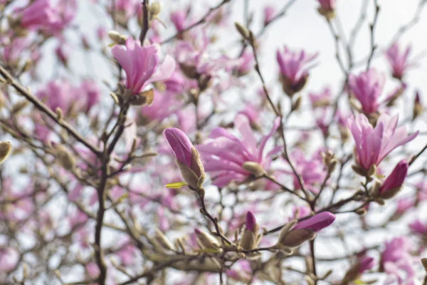 Jarní květy Magnolia — Stock fotografie