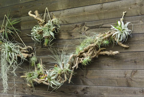 Tillandsia plantas de ar em uma parede de madeira — Fotografia de Stock