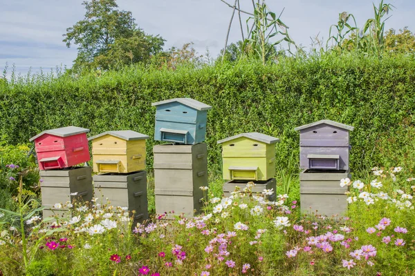 Fila de colmeias de madeira para abelhas — Fotografia de Stock