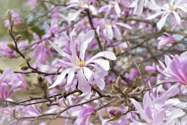 Jarní Květy Magnolie Strom Francii — Stock fotografie