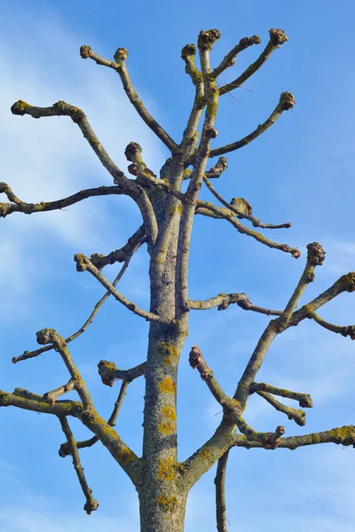 Árbol Sicomoro Sin Hojas Fondo Del Cielo — Foto de Stock