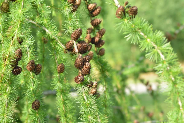 Kiefernzapfen auf einem Lärchenzweig im Sommer — Stockfoto