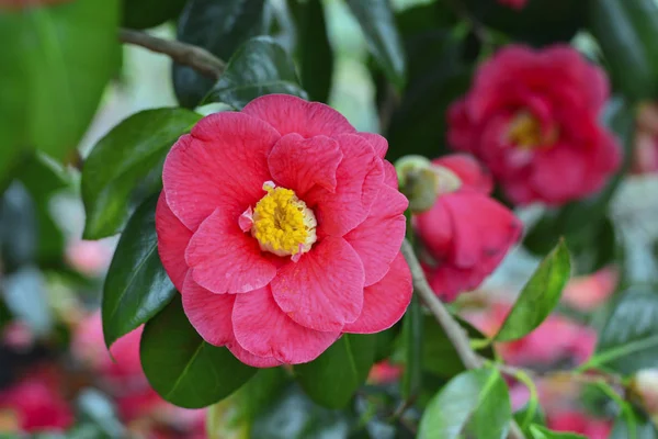 Květ růžový kamélie na stromě — Stock fotografie