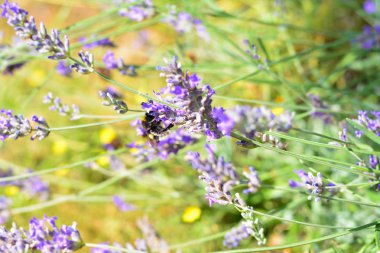 Bumblebee Provence bir lavanta çiçeği üzerinde