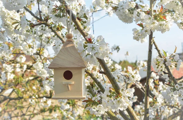 Vogelhaus Mit Blüte Kirsche Weiße Blumen Sakura — Stockfoto