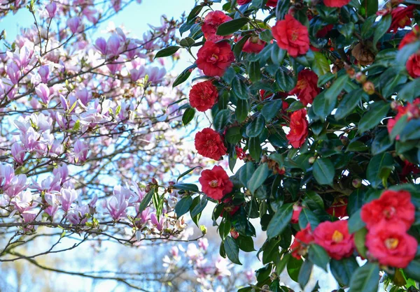 Kvetoucí Strom Magnolie Kamélie Zahradě — Stock fotografie