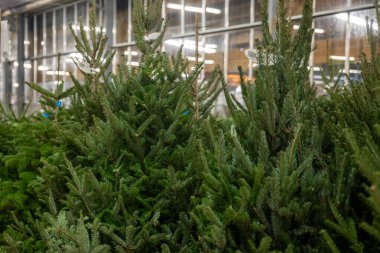 Bir dükkanda satılık Noel ağaçları