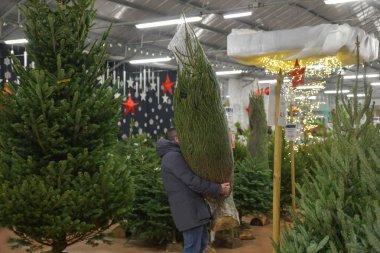 Bir adam plastik bir ağa sarılı bir Noel ağacı taşıyor Douglas firavun.