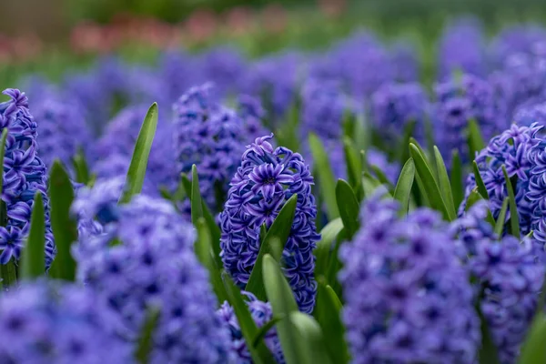 Campo de jacinto púrpura Flores de primavera fondo Países Bajos . —  Fotos de Stock