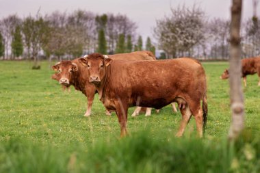 Brown cows graze on a field in Normandy France