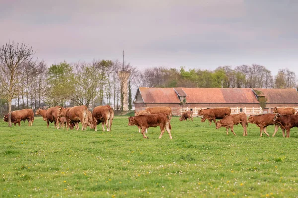 Des vaches brunes paissent sur un champ en Normandie France — Photo