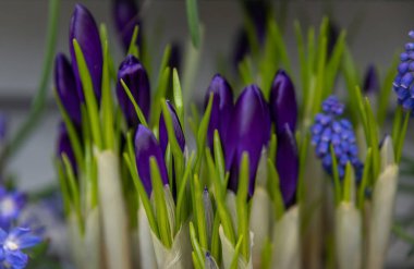 Purple crocuses first spring flowers in Holland
