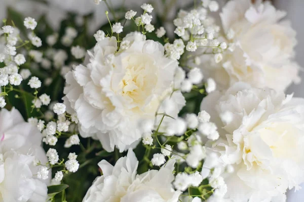 Pivoines blanches fleurs avec Gypsophila en vase sur fond blanc — Photo