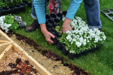 Elderly woman plants flowers in the garden an autumn
