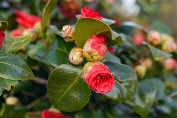 Pembe Çiçeklenme Camellia Çiçekler Tomurcuklar — Stok fotoğraf