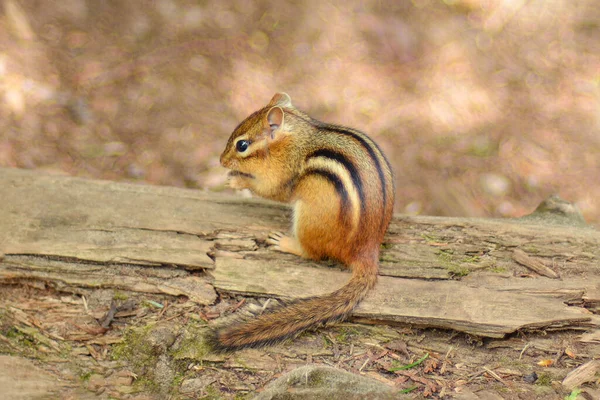 Eichhörnchen Streifenhörnchen mit schwarzem Streifen im Wald — Stockfoto