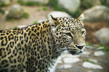 Benekli leopar bir hayvanın portresi.