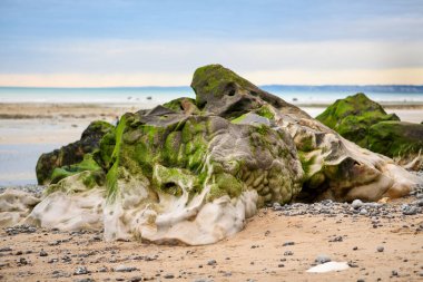 Okyanusun alçak gelgitinden sonra yosunlu taş