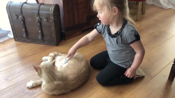 Klein meisje kammen een rode kat in een huis — Stockvideo