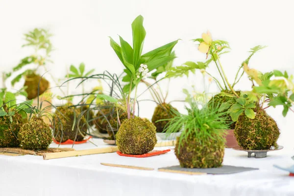 Bola Kokedama dengan beberapa tanaman di atas meja putih — Stok Foto