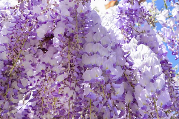 Kvetoucí fialová vistárie na jaře ve Francii — Stock fotografie
