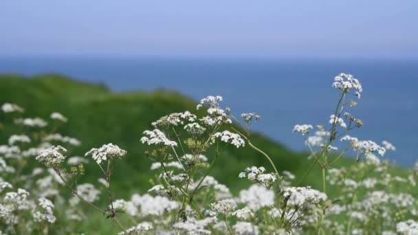Seseli Libanotis Pflanze Auf Kreidefelsen Der Küste Des Atlantiks — Stockvideo