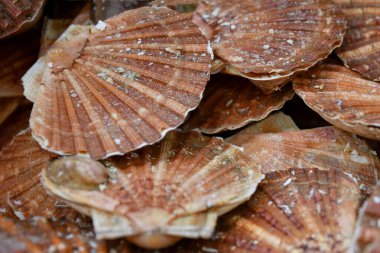 Dieppe Fransa 'daki deniz ürünleri pazarında taze Fransız deniz tarakları.