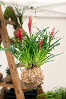 Tilland bitkileriyle Kokedama topları.